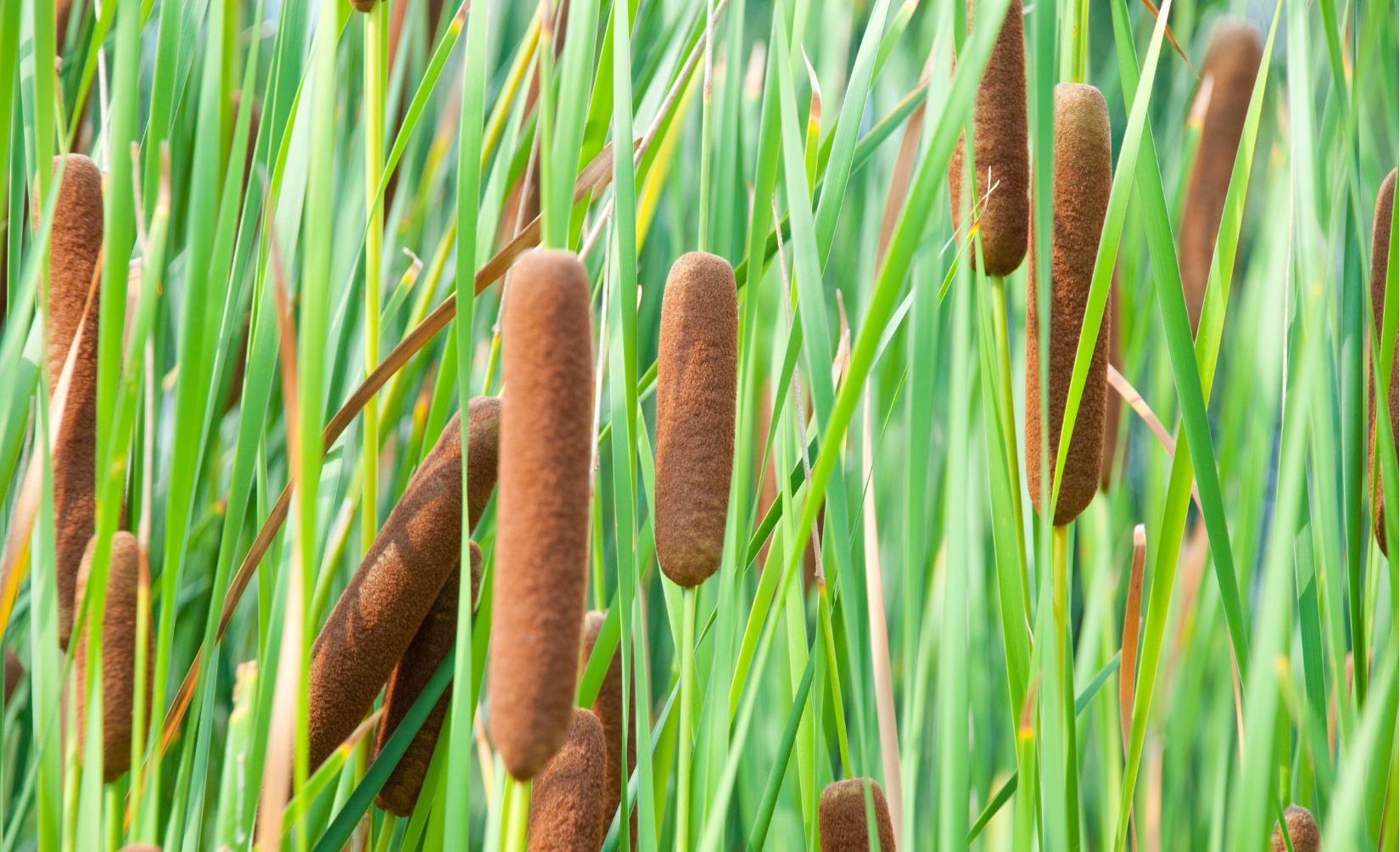 Cattails